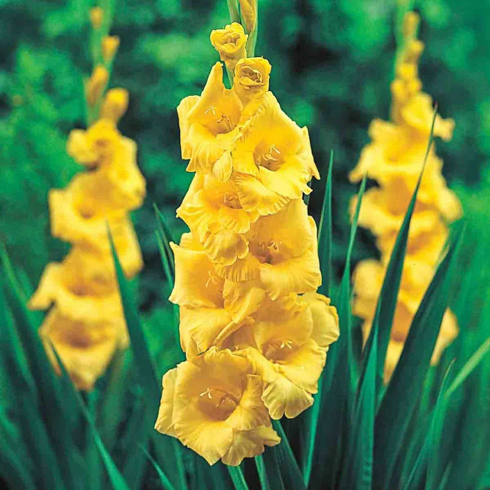 Yellow Gladiolus Hybridus Flower seeds for Planting Shade Tolerant, Heirloom & GMO Free Seeds for Home Garden seeds for planting
