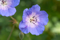Geranium Rozanne Flower seeds for Planting Cottage Garden Essential, Heirloom & GMO Free Seeds for Home Garden seeds for planting