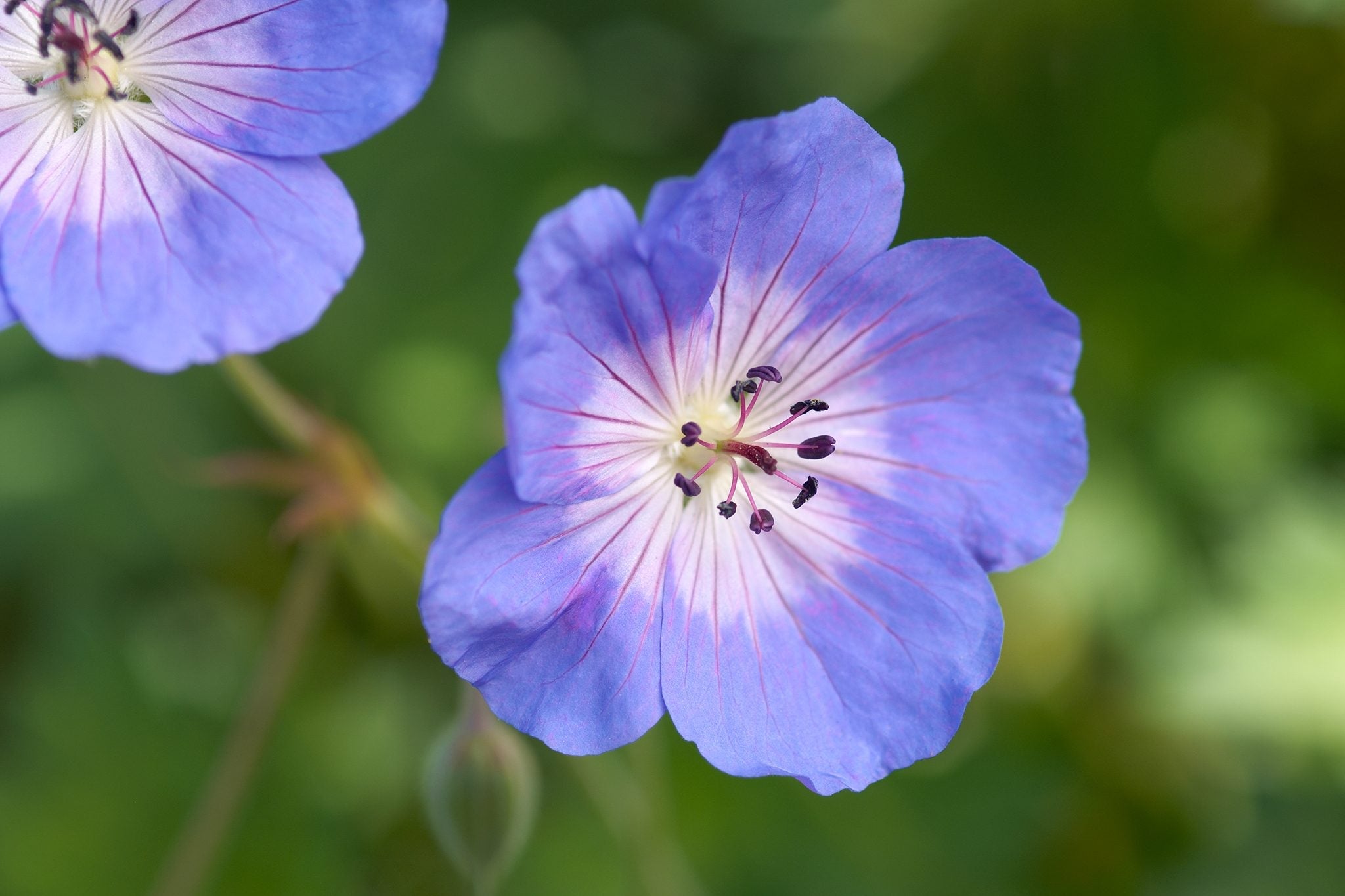 Geranium Rozanne Flower seeds for Planting Cottage Garden Essential, Heirloom & GMO Free Seeds for Home Garden seeds for planting