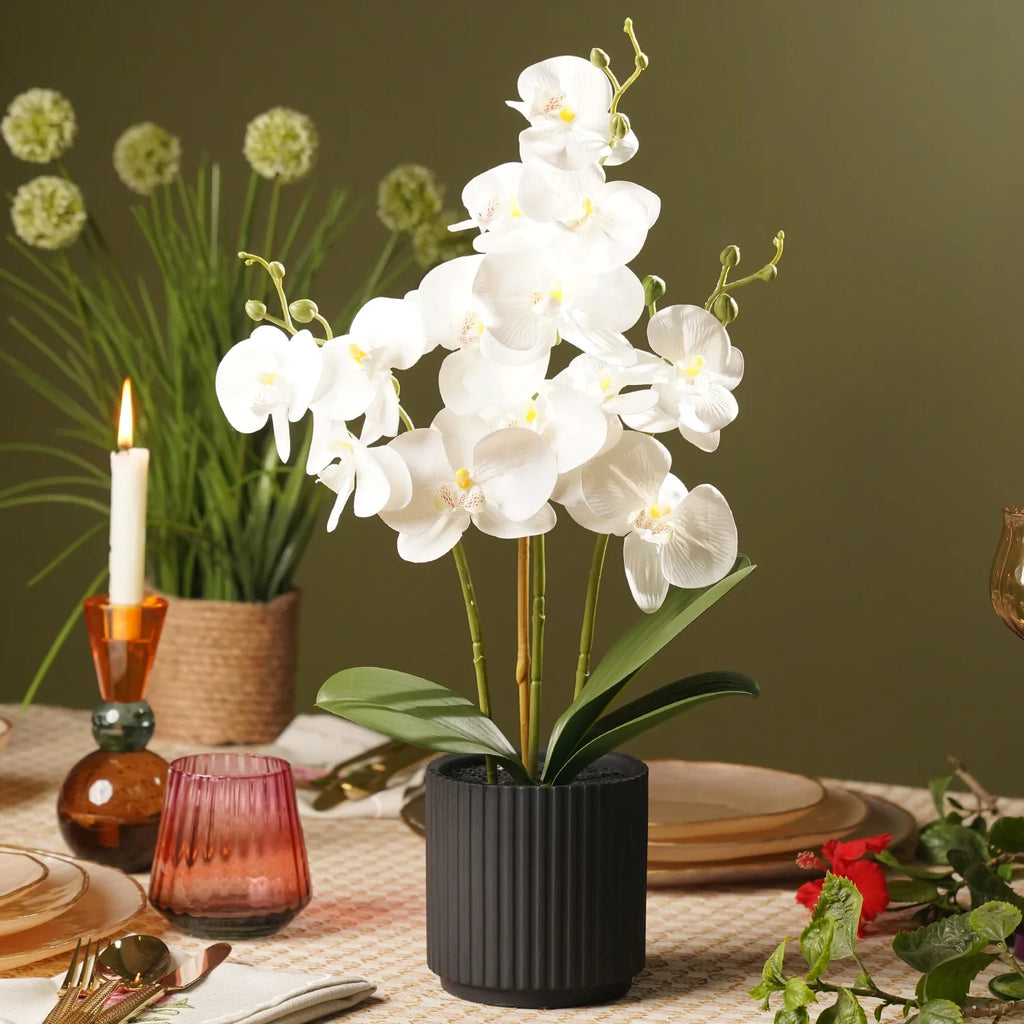 Premium Phalaenopsis Yellow White Flower seeds for Planting Bright Blooms, Heirloom & GMO Free Seeds for Home Garden seeds