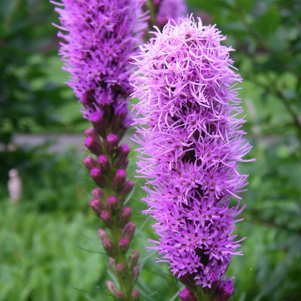 Premium Purple Liatris Spicata Flower seeds for Planting Low Maintenance, Heirloom & GMO Free Seeds for Home Garden seeds