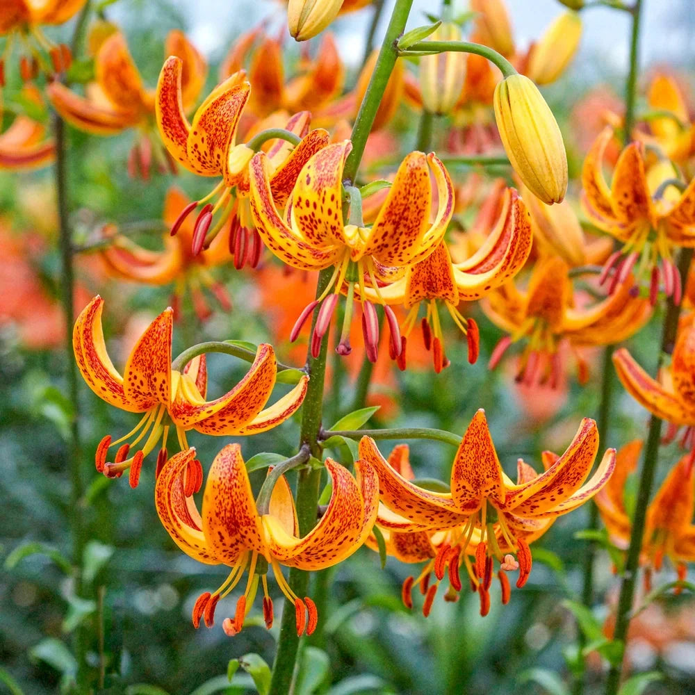 Lilium Martagon Flower seeds for Planting Fragrant Blossoms, Heirloom & GMO Free Seeds for Home Garden vegetable and garden seeds