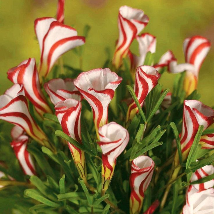 Red White Candy Cane Flower seeds for Planting Wildflower Mix, Heirloom & GMO Free Seeds for Home Garden vegetable and garden seeds