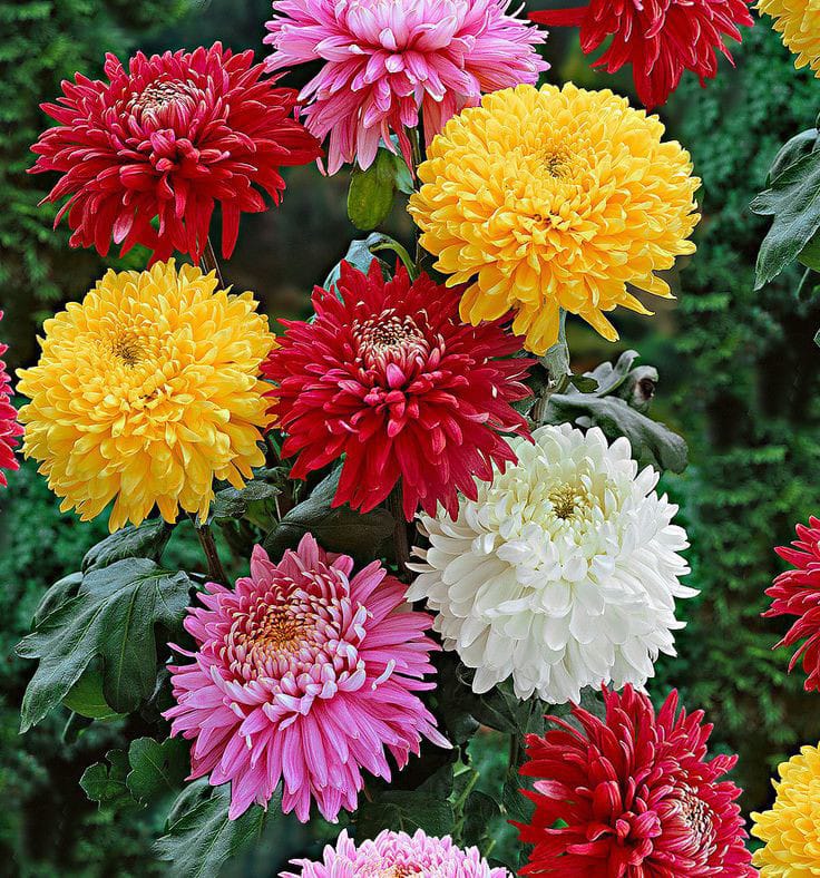 High quality Mixed Colors Chrysanthemum Flower seeds for Planting Cut Flower Favorite, Heirloom & GMO Free Seeds for Home Garden seeds pack