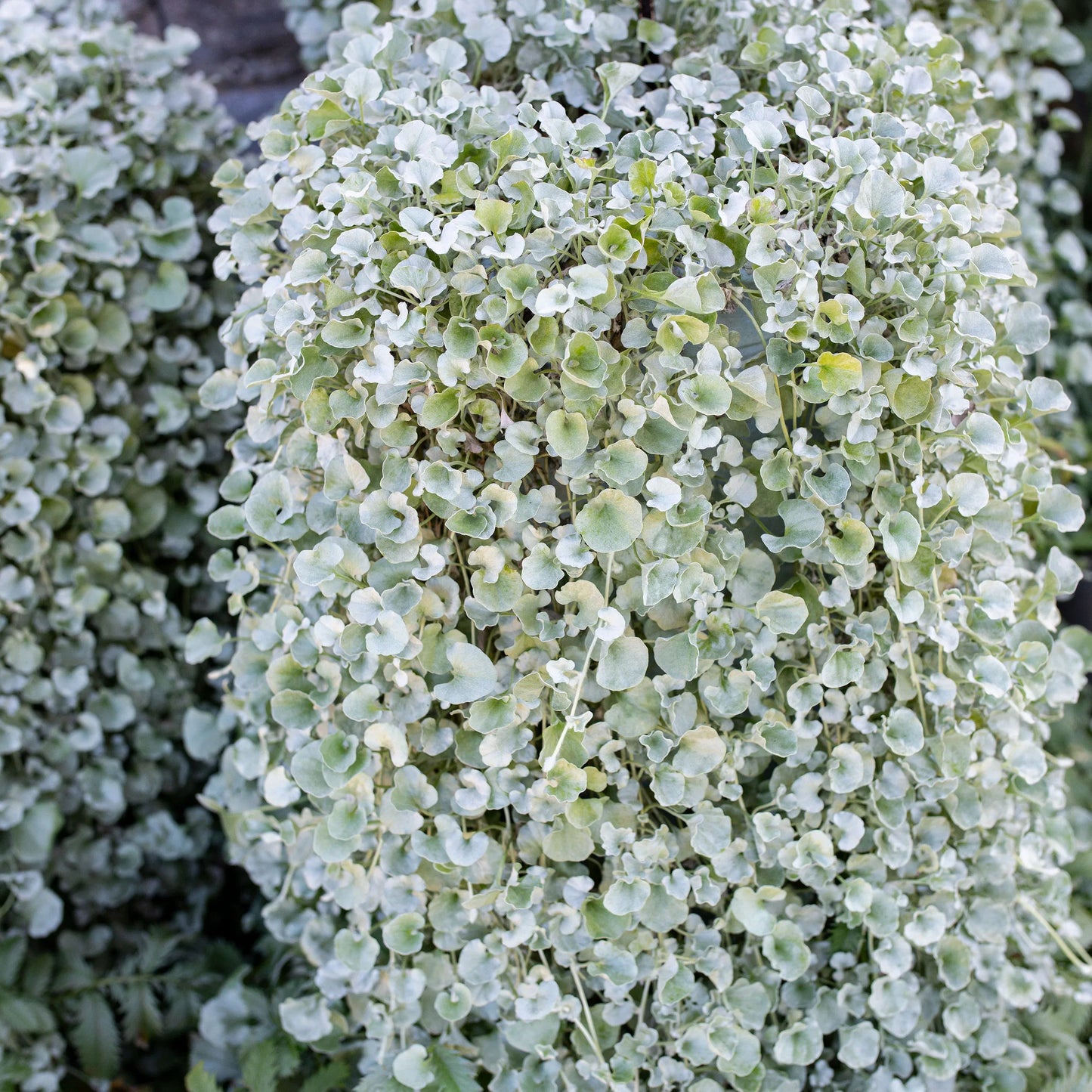 Heirloom Dichondra Flower seeds for Planting Vibrant Colors Heirloom & GMO Free Seeds for Home Garden