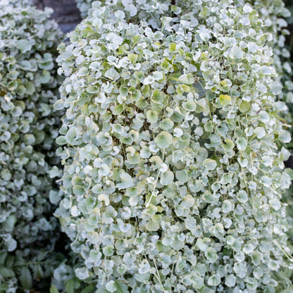 Heirloom Dichondra Flower seeds for Planting Vibrant Colors Heirloom & GMO Free Seeds for Home Garden