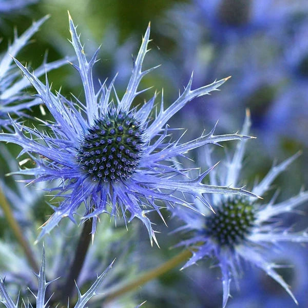 Eryngium Flower seeds for Planting Garden Favorite, Heirloom & GMO Free Seeds for Home Garden vegetable and garden seeds