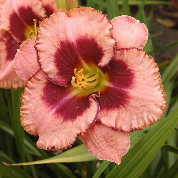 Daylily Reblooming Flower seeds for Planting Fragrant Blossoms Heirloom & GMO Free Seeds for Home Garden