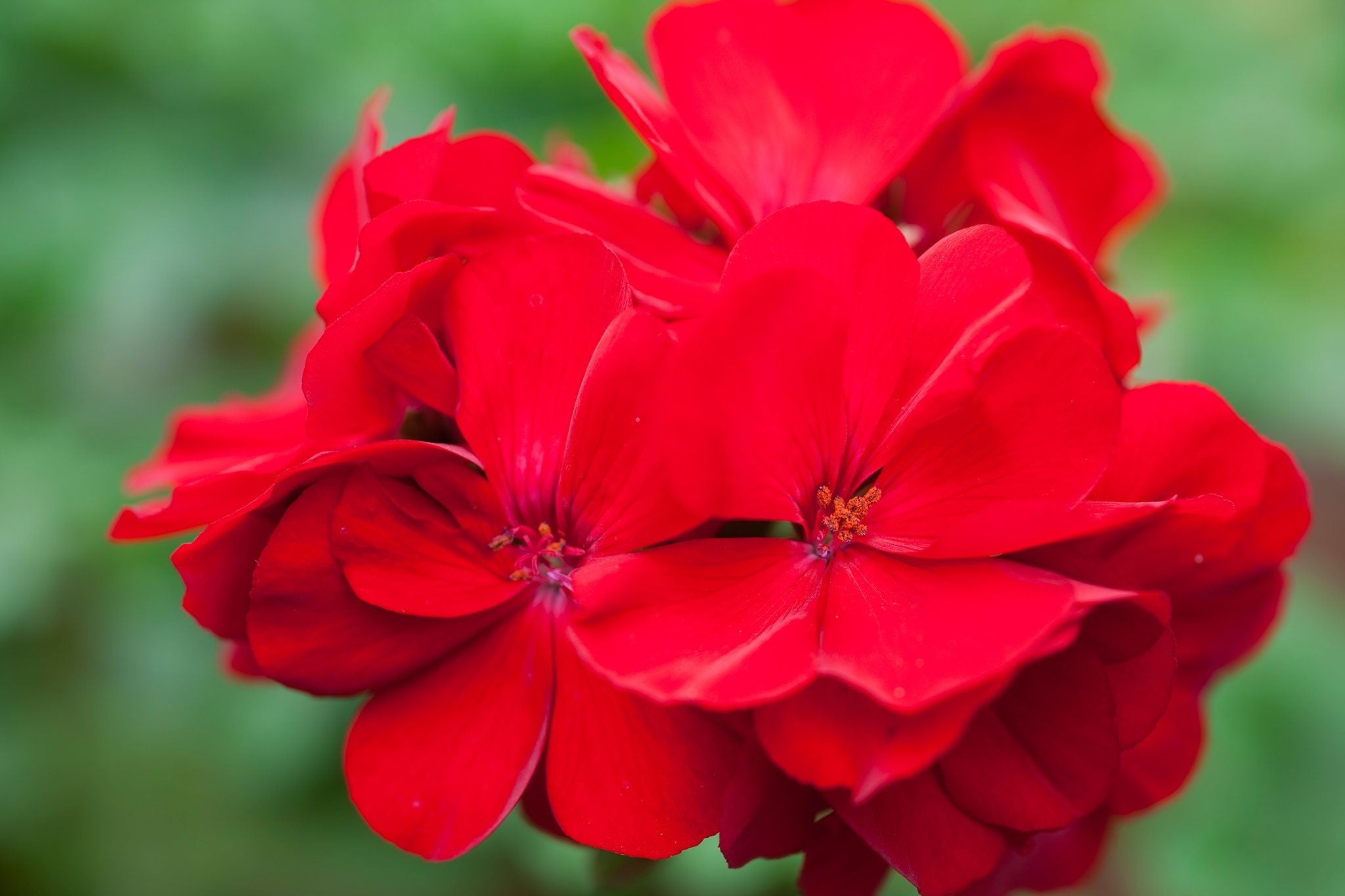 Premium Dark Red Pelargonium Flower seeds for Planting Garden Favorite, Heirloom & GMO Free Seeds for Home Garden seeds
