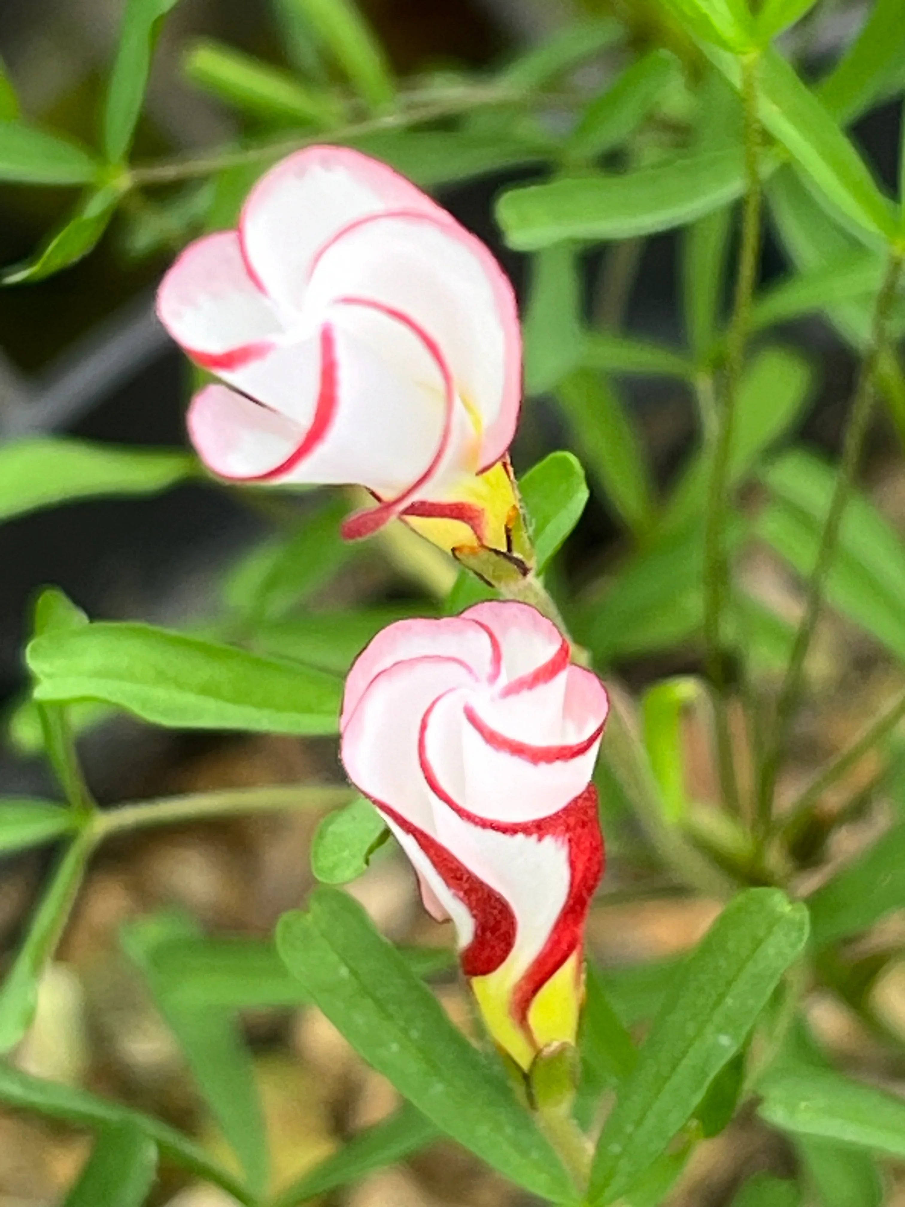 Premium Red White Versicolor Flower seeds for Planting Garden Favorite, Heirloom & GMO Free Seeds for Home Garden seeds