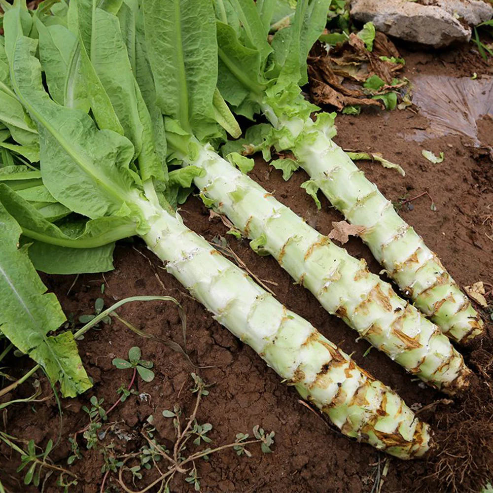 Asparagus Lettuce Seeds for Crisp Salad Planting