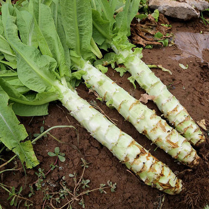 Asparagus Lettuce Seeds for Crisp Salad Planting