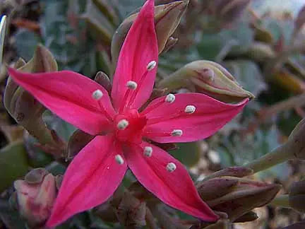 Graptopetalum Bellum Flower seeds for Planting Drought Tolerant, Heirloom & GMO Free Seeds for Home Garden vegetable and garden seeds