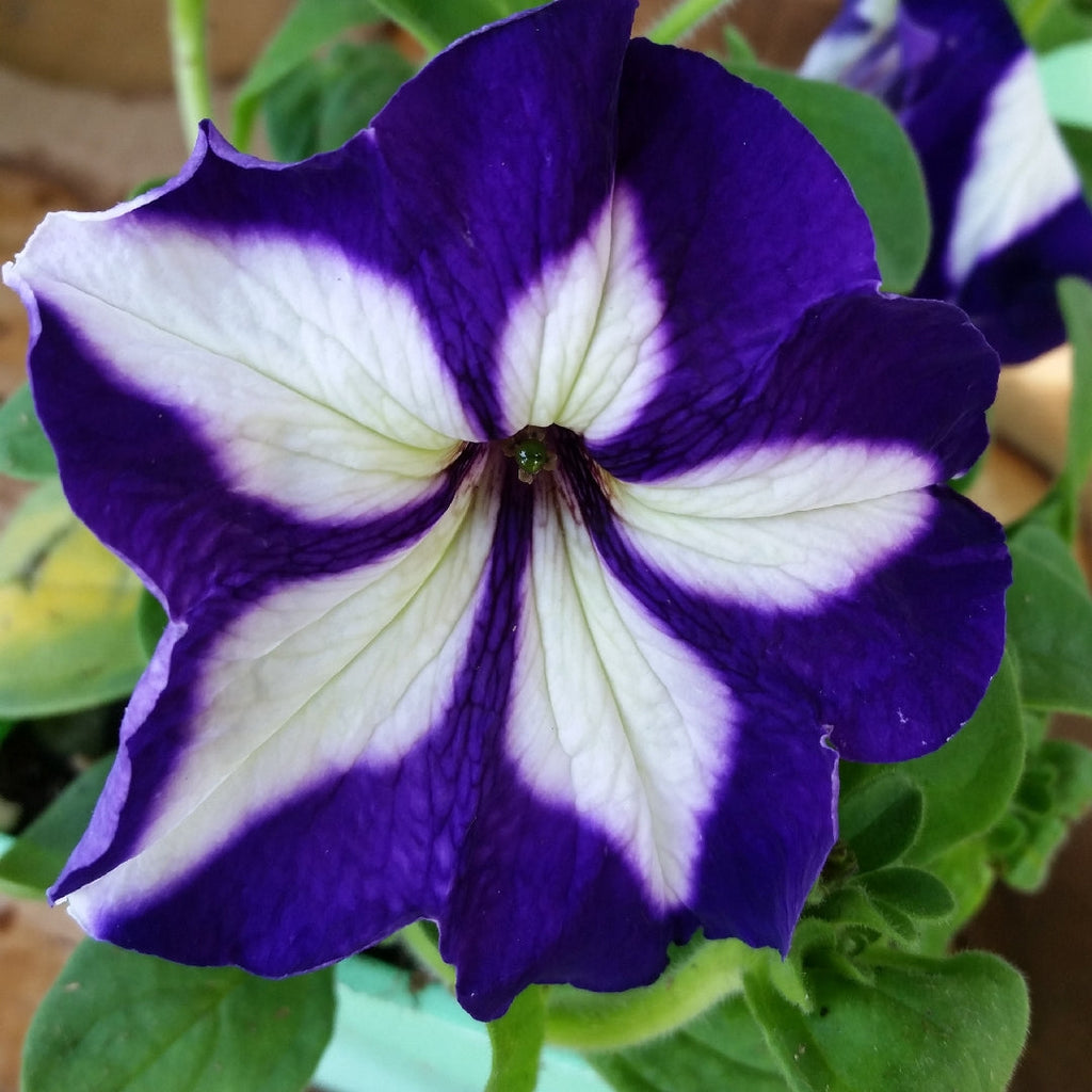 Blue & White Petunia Flower seeds for Planting Premium Quality, Heirloom & GMO Free Seeds for Home Garden vegetable and garden seeds