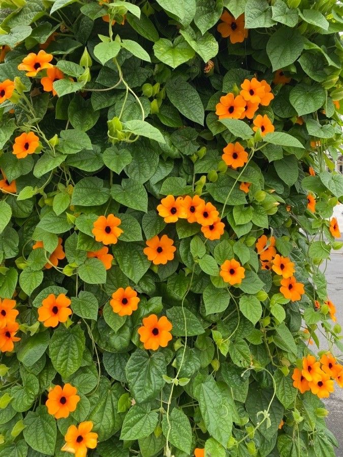 Heirloom Thunbergia Flower seeds for Planting Seasonal Bloomer Heirloom & GMO Free Seeds for Home Garden