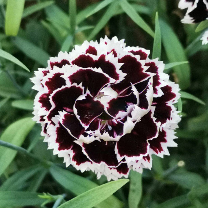 Carnation Flower Seed Flower seeds for Planting Colorful Display Heirloom & GMO Free Seeds for Home Garden