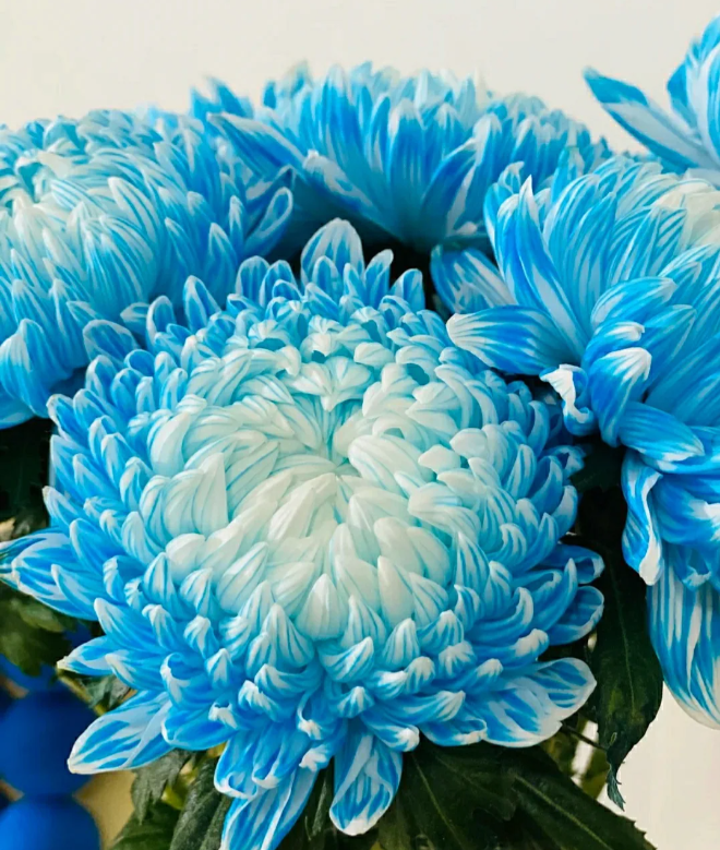 High quality Chrysanthemum Blue White Flower seeds for Planting Low Maintenance, Heirloom & GMO Free Seeds for Home Garden seeds pack