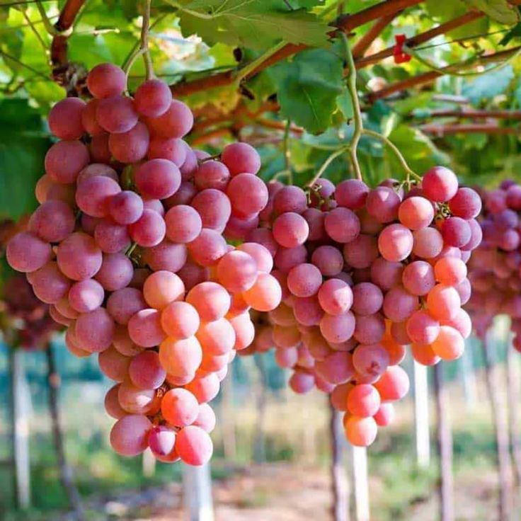 Miniature Pink Grape Cream Seeds for Planting - Evergrowseeds