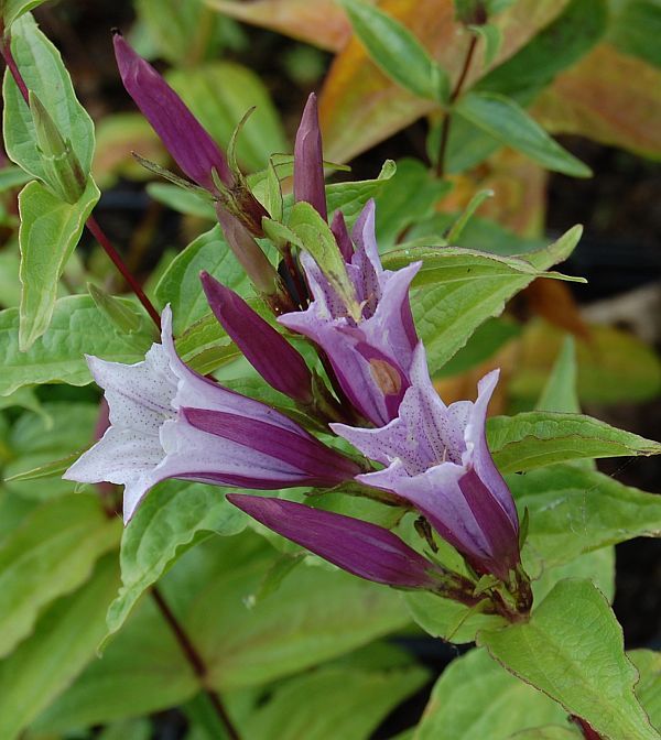 Lavender Gentiana Asclepiadea Flower seeds for Planting Long Bloom Season, Heirloom & GMO Free Seeds for Home Garden seeds for planting