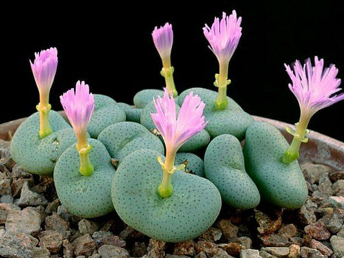Conophytum Flower seeds for Planting Long Bloom Season, Heirloom & GMO Free Seeds for Home Garden seeds for planting