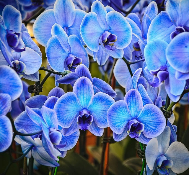 Blue Butterfly Orchid Flower seeds for Planting Hardy Variety, Heirloom & GMO Free Seeds for Home Garden vegetable and garden seeds
