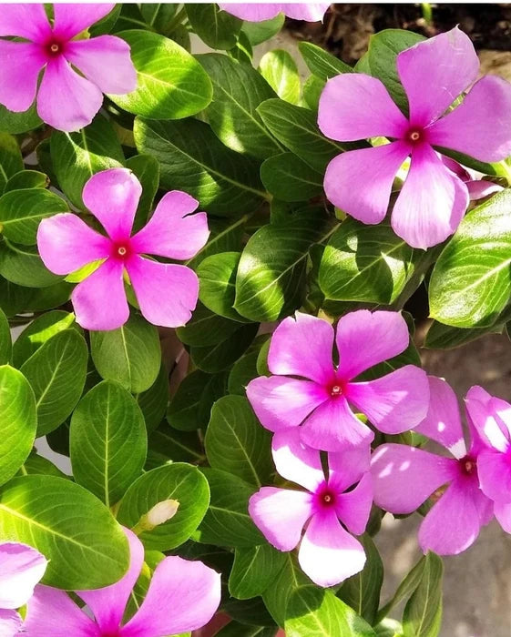 Periwinkle Vinca Flower seeds for Planting Sun Loving Heirloom & GMO Free Seeds for Home Garden