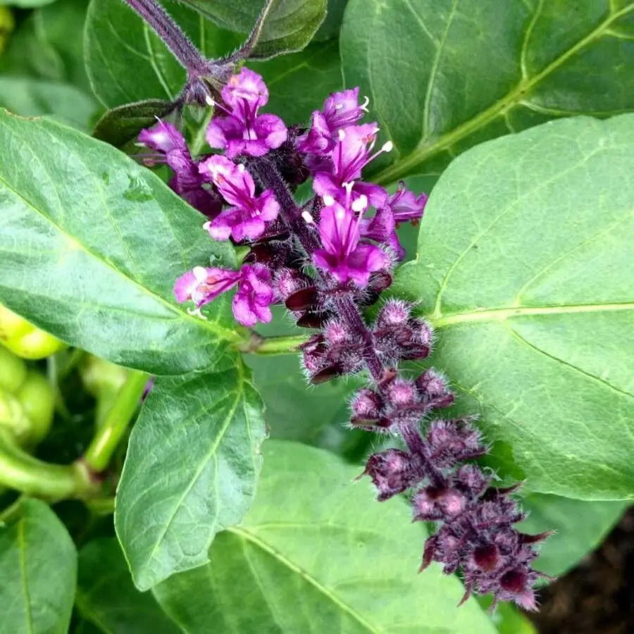 Violet Ocimum Flower seeds for Planting Cottage Garden Essential, Heirloom & GMO Free Seeds for Home Garden seeds for planting