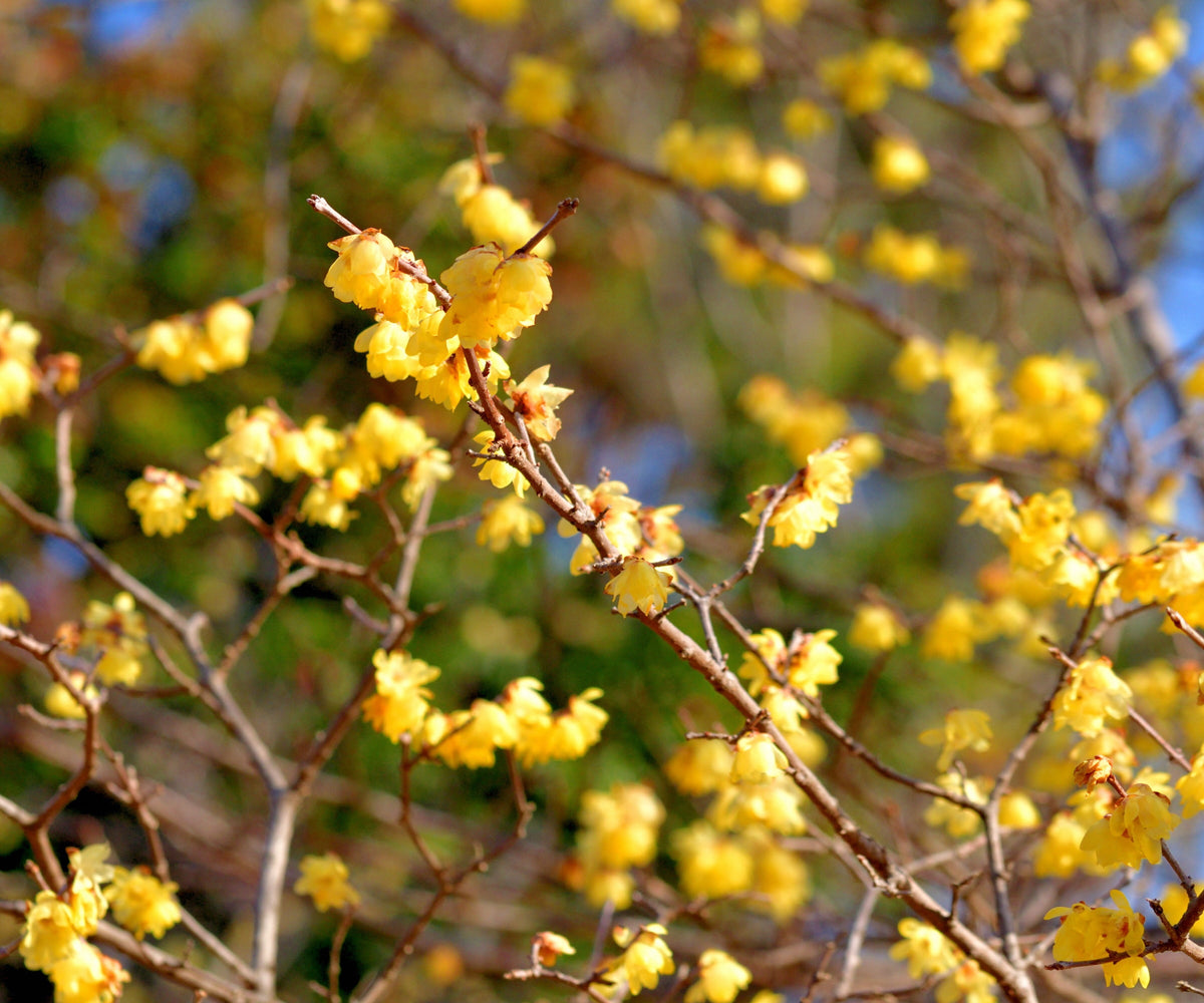 Wintersweet Flower seeds for Planting Perfect for Borders Heirloom & GMO Free Seeds for Home Garden