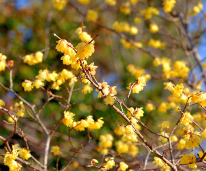 Wintersweet Flower seeds for Planting Perfect for Borders Heirloom & GMO Free Seeds for Home Garden