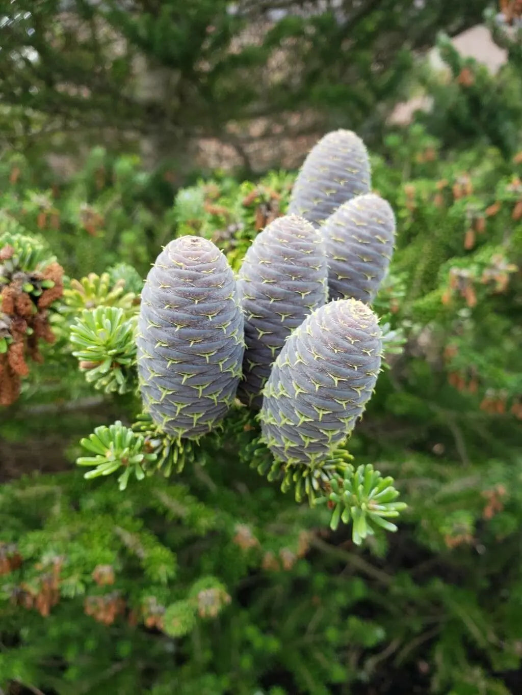 Blue Abies Veitchii Flower seeds for Planting Garden Favorite, Heirloom & GMO Free Seeds for Home Garden vegetable and garden seeds