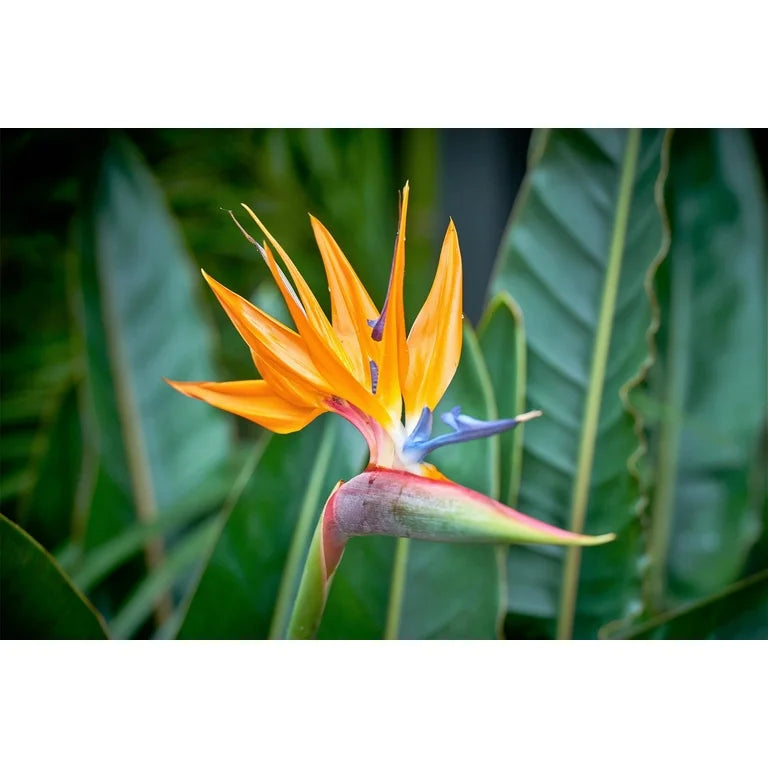 Orange & Violet Strelitzia Seeds - Exotic Flower Planting