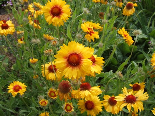 Yellow Gaillardia Flower seeds for Planting Garden Favorite, Heirloom & GMO Free Seeds for Home Garden vegetable and garden seeds