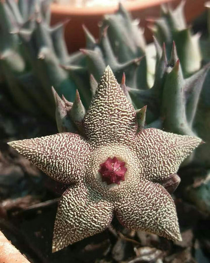 Orbea Cooperi Flower seeds for Planting Bright Blooms Heirloom & GMO Free Seeds for Home Garden