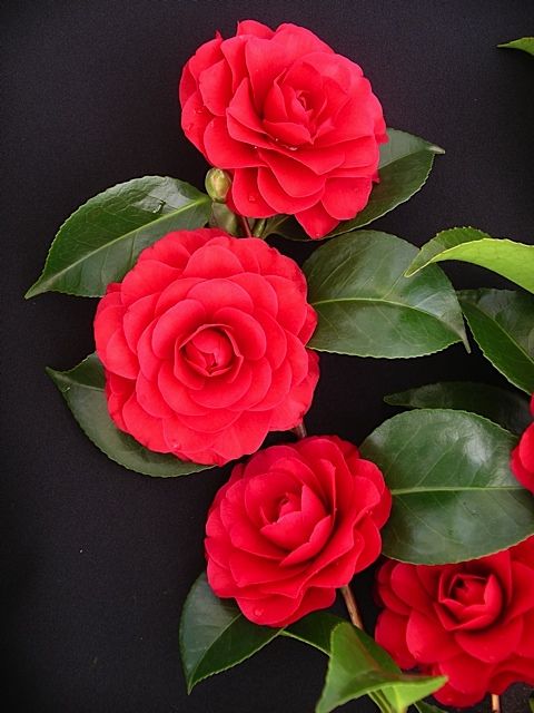 High quality Camellia Japonica Flower seeds for Planting Wildflower Mix, Heirloom & GMO Free Seeds for Home Garden seeds pack