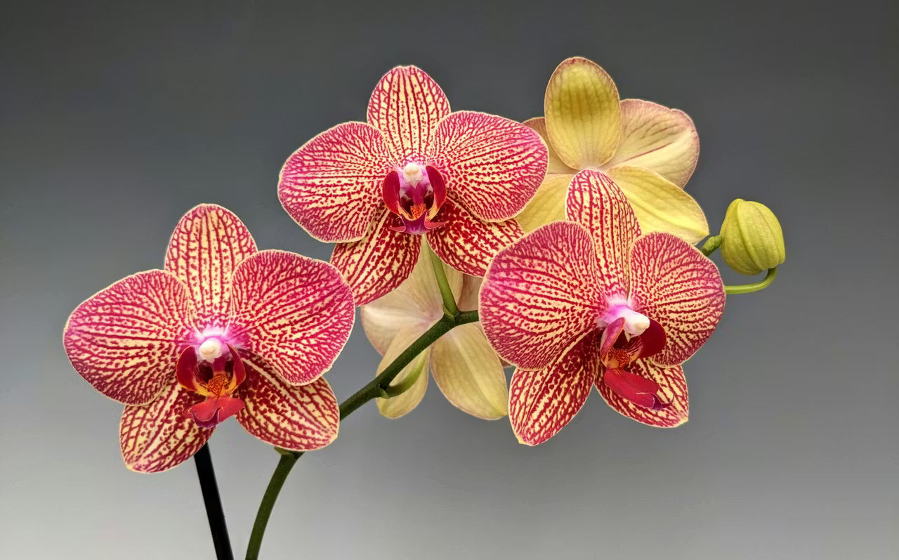 Orchid Cymbidium Flower seeds for Planting Long Bloom Season, Heirloom & GMO Free Seeds for Home Garden vegetable and garden seeds