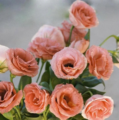 Orange Eustoma Lisianthus Flower Seeds for Planting, Heirloom Non-GMO Organic Garden Seeds