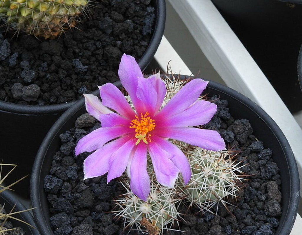 Premium Mammillaria Flower seeds for Planting Easy to Grow, Heirloom & GMO Free Seeds for Home Garden seeds