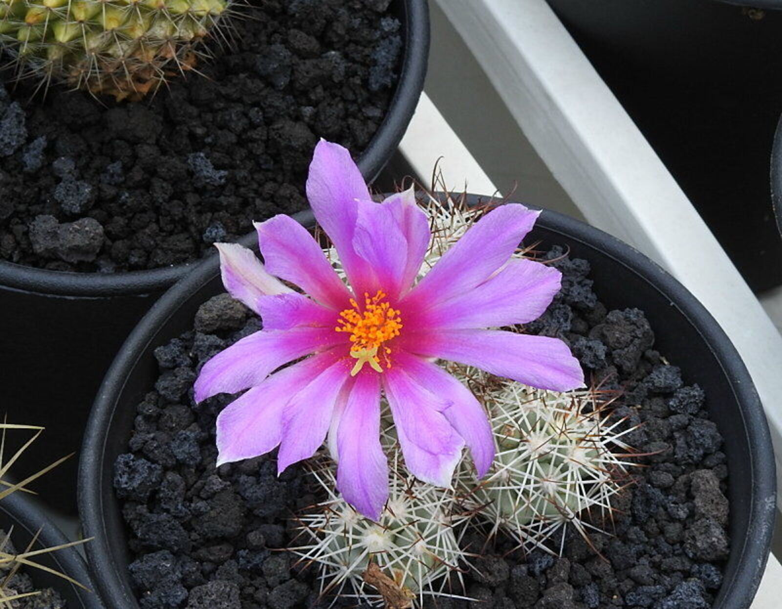 Premium Mammillaria Flower seeds for Planting Easy to Grow, Heirloom & GMO Free Seeds for Home Garden seeds