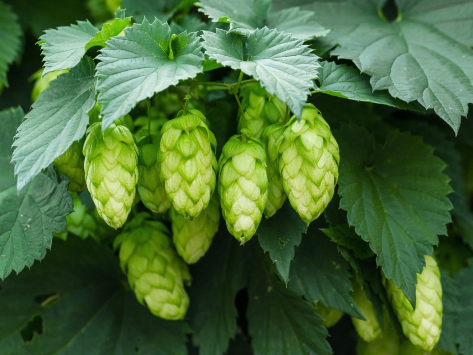 High quality Green Humulus Lupulus Flower seeds for Planting Seasonal Bloomer, Heirloom & GMO Free Seeds for Home Garden seeds pack