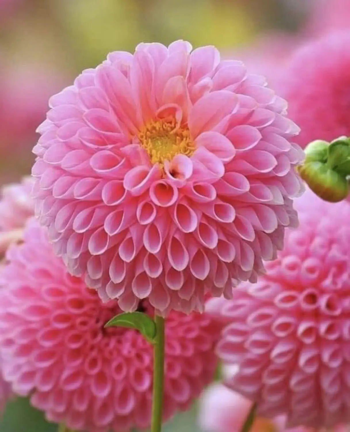Premium Pink Pompon Dahlia Flower seeds for Planting Cottage Garden Essential, Heirloom & GMO Free Seeds for Home Garden seeds