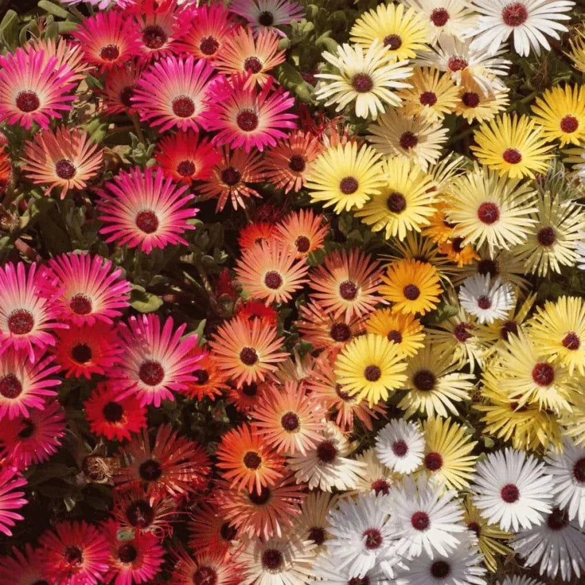 Premium Mischfarbe Flower seeds for Planting Pollinator Friendly, Heirloom & GMO Free Seeds for Home Garden seeds