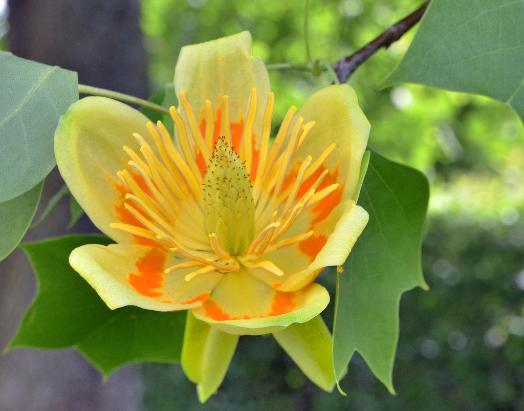 Tulpenbaum Flower seeds for Planting Sun Loving, Heirloom & GMO Free Seeds for Home Garden vegetable and garden seeds