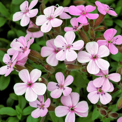 Saponaria Flower seeds for Planting Sun Loving Heirloom & GMO Free Seeds for Home Garden