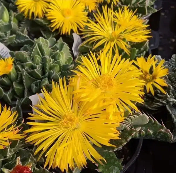 Premium Yellow Faucaria Tigrina Flower seeds for Planting Long Bloom Season, Heirloom & GMO Free Seeds for Home Garden seeds