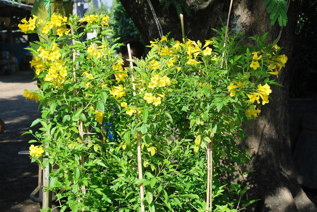 High quality Yellow Flower Pot Flower seeds for Planting Cut Flower Favorite, Heirloom & GMO Free Seeds for Home Garden seeds pack