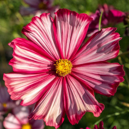 Cosmos Velouette Flower seeds for Planting Long Bloom Season Heirloom & GMO Free Seeds for Home Garden