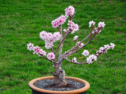 Simsii Bonsai Flower Seeds Planting Peach