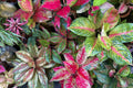 Pink Aglaonema Flower seeds for Planting Seasonal Bloomer, Heirloom & GMO Free Seeds for Home Garden seeds for planting