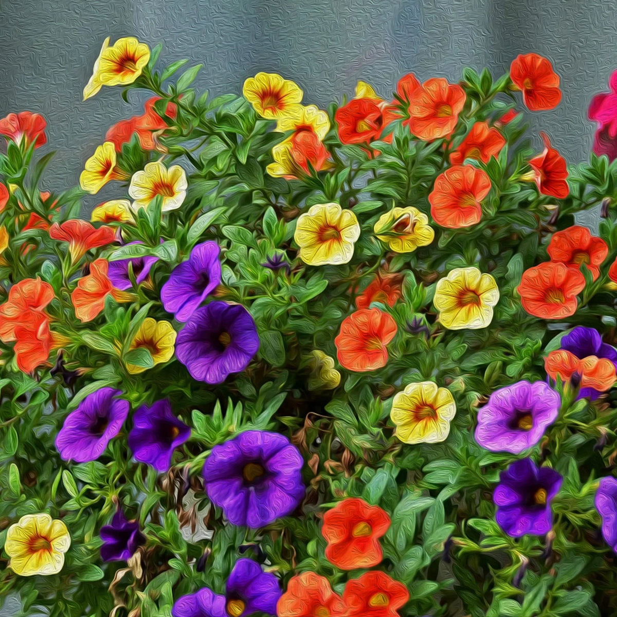 Calibrchoa Flower seeds for Planting Low Maintenance Heirloom & GMO Free Seeds for Home Garden