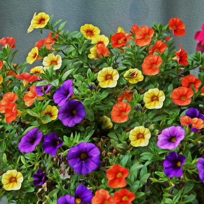 Calibrchoa Flower seeds for Planting Low Maintenance Heirloom & GMO Free Seeds for Home Garden